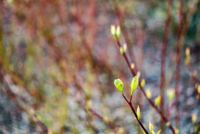 Avoid fertilizing for new growth, as this can throw off the normal dormancy cycle that plants experience in winter.