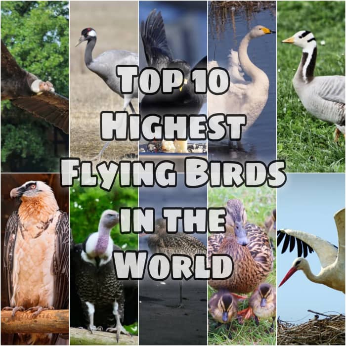 top-10-highest-flying-birds-in-the-world-owlcation