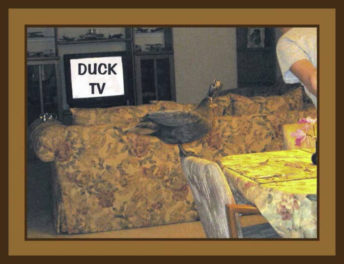 See how spoiled she is? She squawked and screamed until my husband put her favorite channel on our television set!