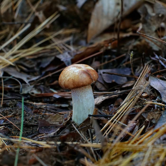 Observing a cap's size, shape, colors, patterns and textures are good starting points for identification.