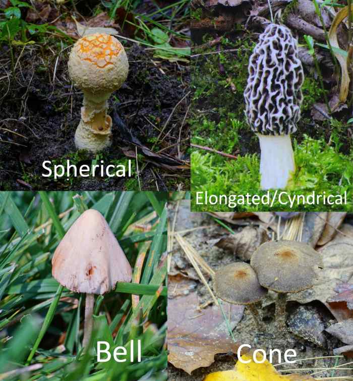 The ABCs of Identifying Mushrooms Dengarden