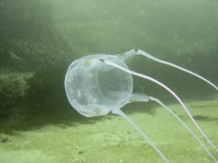 While these jellies are fragile, they are deadly!