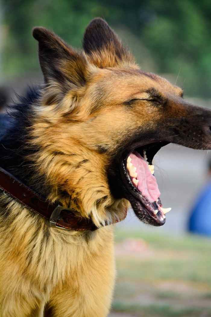 German Shepherd Dental Care Guide PetHelpful