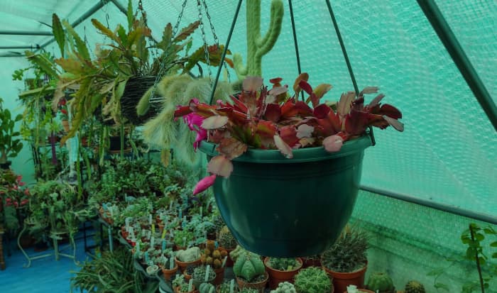 Keeping your cacti alive through the winter months is actually fairly easy if you follow a few simple tips.