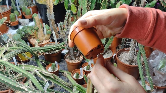 Check your cacti pots and saucers at least once every two weeks to ensure there are no signs of pests.