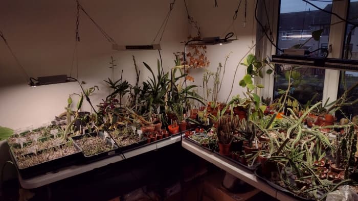 Grow lights can help your cacti survive the darker days of winter.