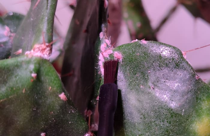 Mealybugs can do a lot of damage if they aren't dealt with quickly. Treat affected plants by brushing or spraying with rubbing alcohol.