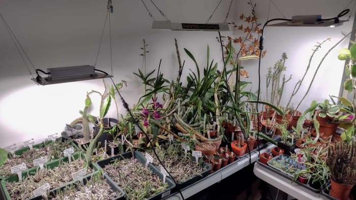 Blasting your cacti with 16 hours of light a day can get them to flower out of season, but I wouldn't recommend it.