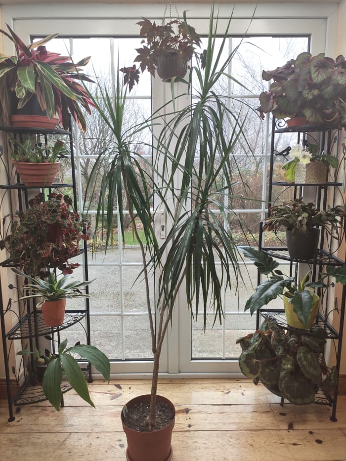 Dracaena marginata is a lovely plant that can grow quite tall, making it a fun addition to your indoor garden.