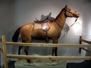 Little Sorrel's hide was mounted on a plaster model and can still be viewed at the Virginia Military Institute today.