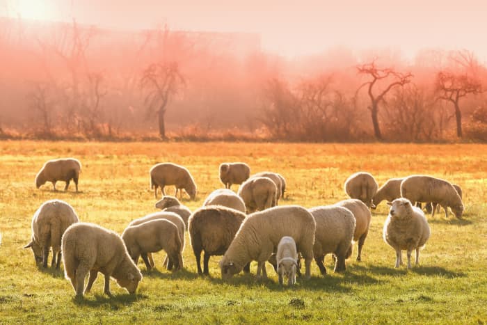 A flock of sheep. The "sheep" of the Gospel will inherit the Kingdom.