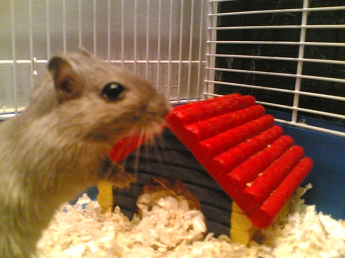 Gerbils are great low maintenance pets.