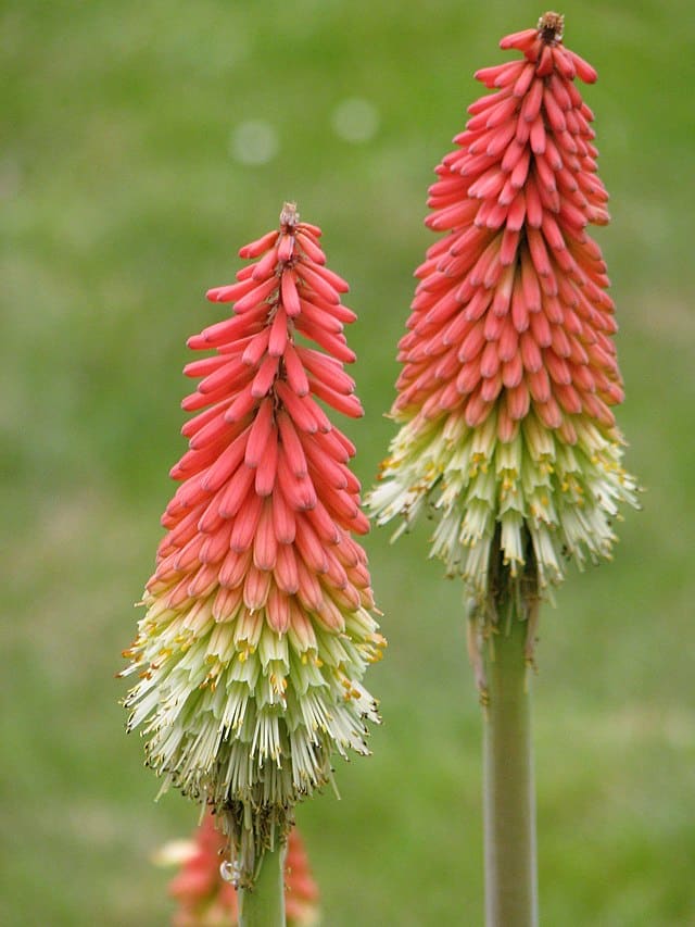 How to Grow Red Hot Poker (Torch Lily) - Dengarden