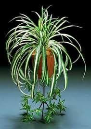 plants-energy-flow