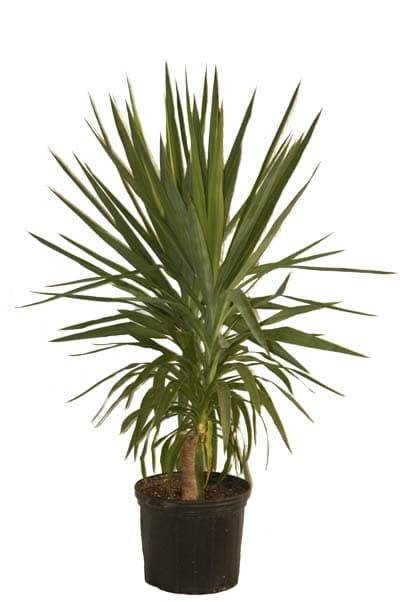 plants-energy-flow