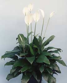 plants-energy-flow