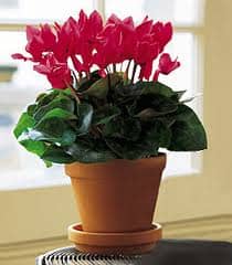 plants-energy-flow