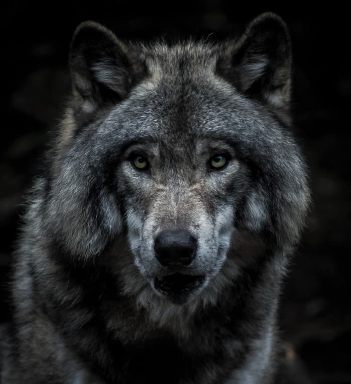 A wolf which is on the album's cover and symbolizes a creature that is focused on going after its prey.