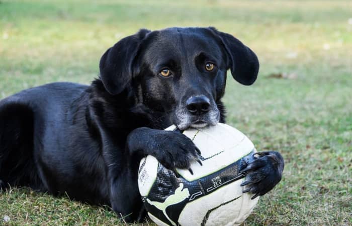 If your dog doesn't become "obsessed" he can become prone to resource guarding if he feels balls are way too valuable and feels threatened by you approaching.