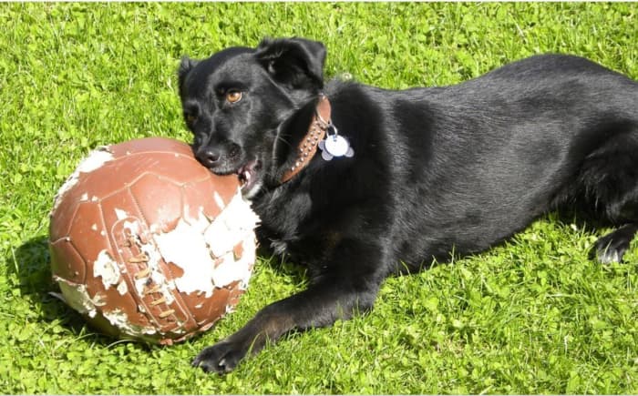 After chasing a ball for some time, many dogs will lie down for some chewing. Keep an eye for trouble!
