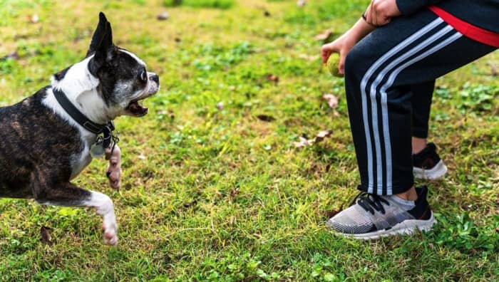 Are you creating a "ball-obsessed" dog?