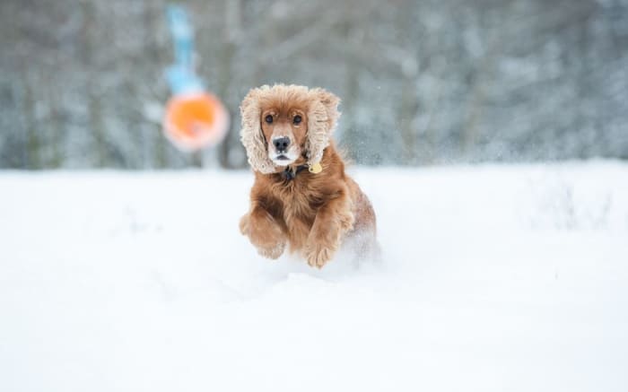 This cocker spaniel is getting ready to pounce on a ball as if it was a prey animal