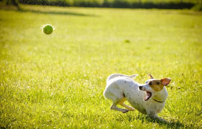 A ball unpredictable movement intensely stimulates a dog's prey drive