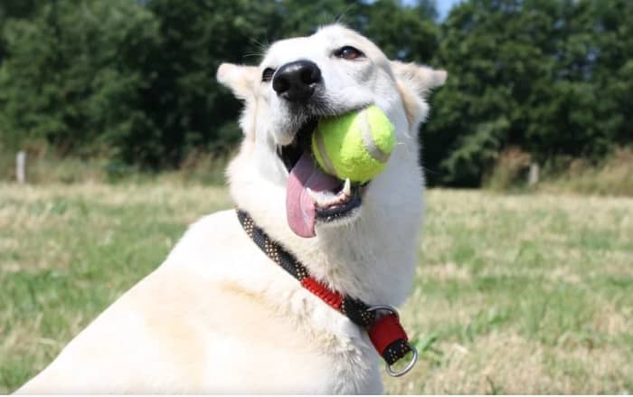 What makes dogs love balls so much?