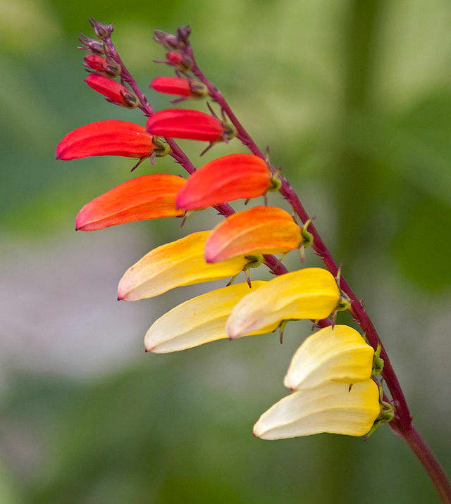 How to Grow Mina Lobata (Spanish Flag) - HubPages