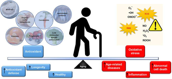 Antioxidants play a key role in slowing the aging process and preventing age-related diseases.