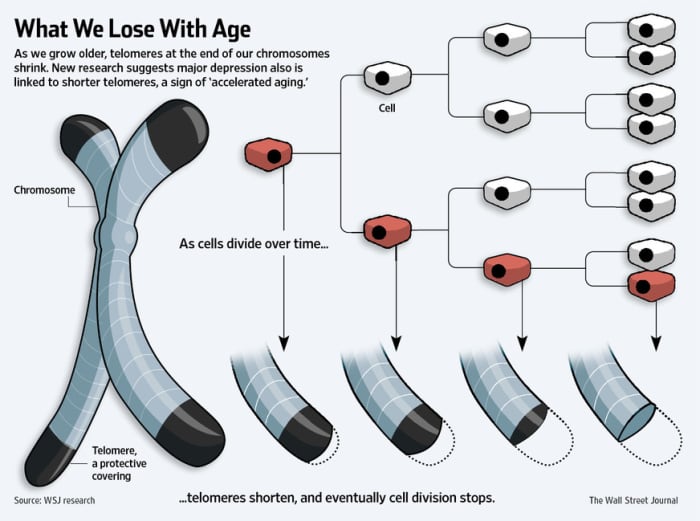 Telomeres Shorten As a Person Ages: The black caps on the ends of the chromosome above shorten over time as the chromosome replicates.