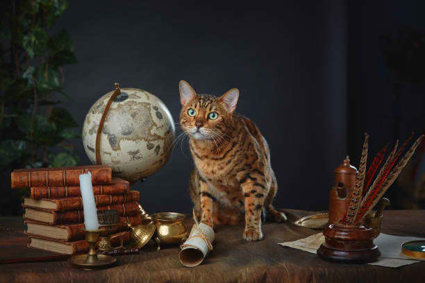 The perfect Gryffindor home includes pets. Study materials are great, but really, Hermione loved her cat more.