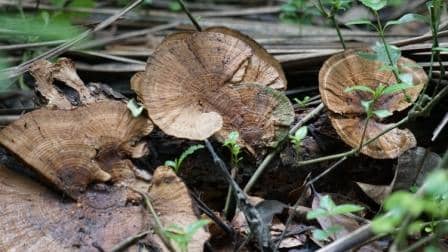 mushroom-mania