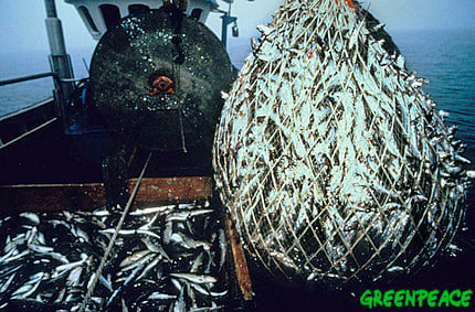 Overfishing is causing the extinction of hundreds of species of fish every year - all to feed a human population that thinks the oceans are a bottomless pit of fresh seafood.
