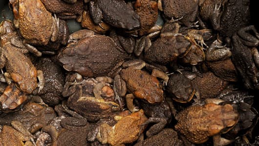 Cane toads are rounded up by the thousands in buckets to be destroyed. Swarms of the creatures overwhelm native Australian wildlife.