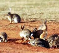 Rabbits breed like rabbits! They take the place of any natural small animal and over time force them out.