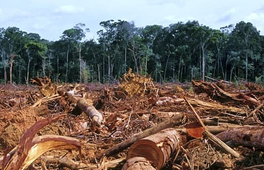 Habitat loss from logging and farming are big contenders when it comes to the extinction of thousands of species of animals.