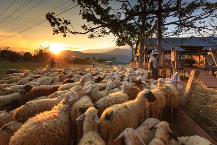 A shepherd and his flock: There will be one divine Shepherd and one flock of believers in the new messianic dispensation.