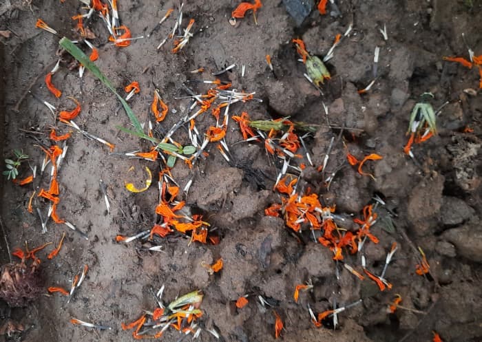 Step 2– Spread the dried petals on moist garden soil, keep spraying water everyday, to keep them moist