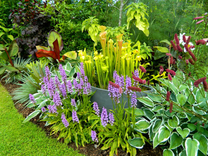 I love growing North American pitcher plants in containers to add interest to the garden.