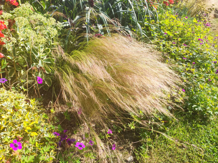 Stipa tenuissima, better known as Mexican feathergrass, is a lovely way to add texture to a garden border.