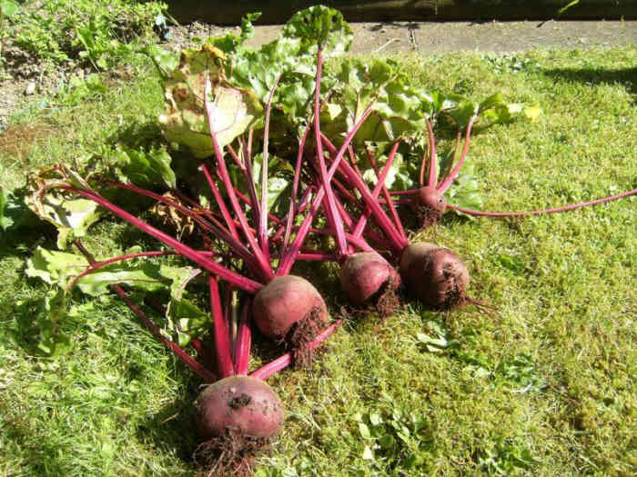 How to Sow, Plant and Grow Beetroot From Beet Seeds Dengarden