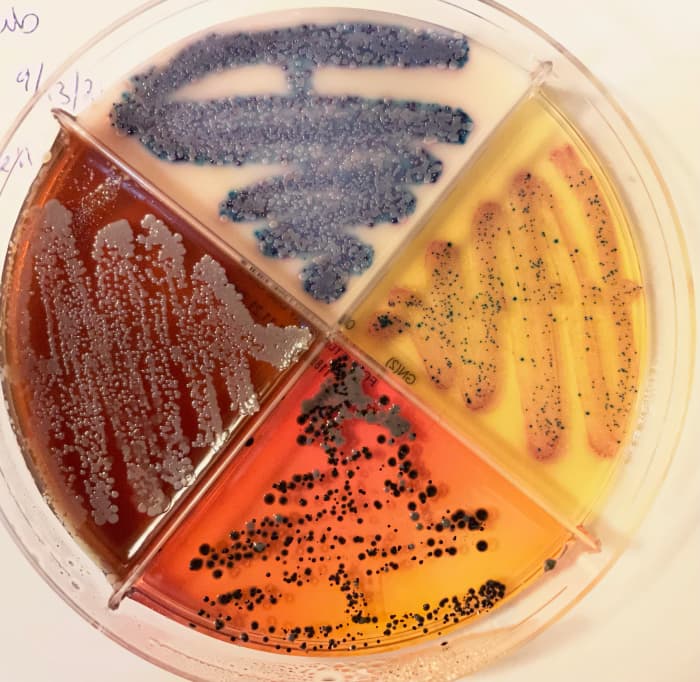 While not common in clinical practice, vet techs that work at reference laboratories are proficient at performing bacterial cultures.