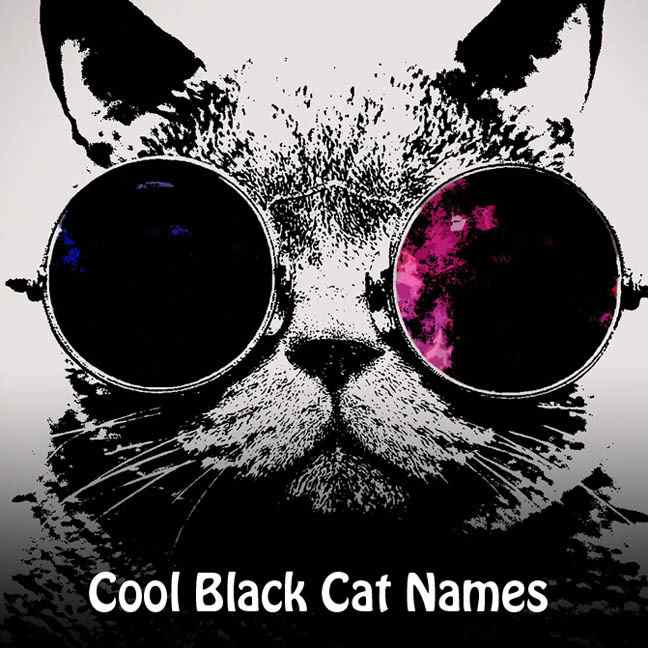 Cool Names for Black Cats PetHelpful