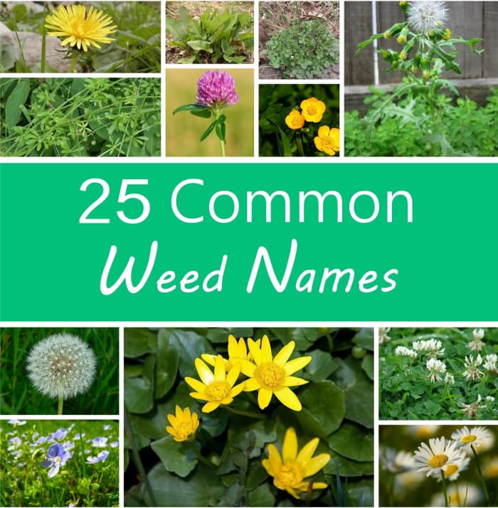 A Guide to Names of Weeds (With Pictures) - HubPages