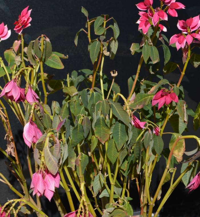 This one was outdoors, but the same problem can occur indoors in a heated home with poor light, and a lack of water.