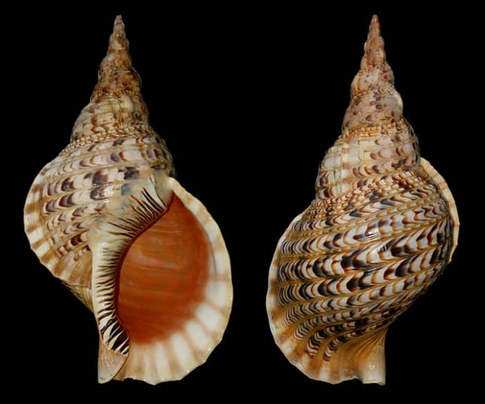 Charonia tritonis