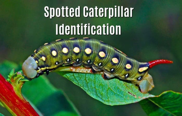 Caterpillars With Spots: An Identification Guide to Spotted ...