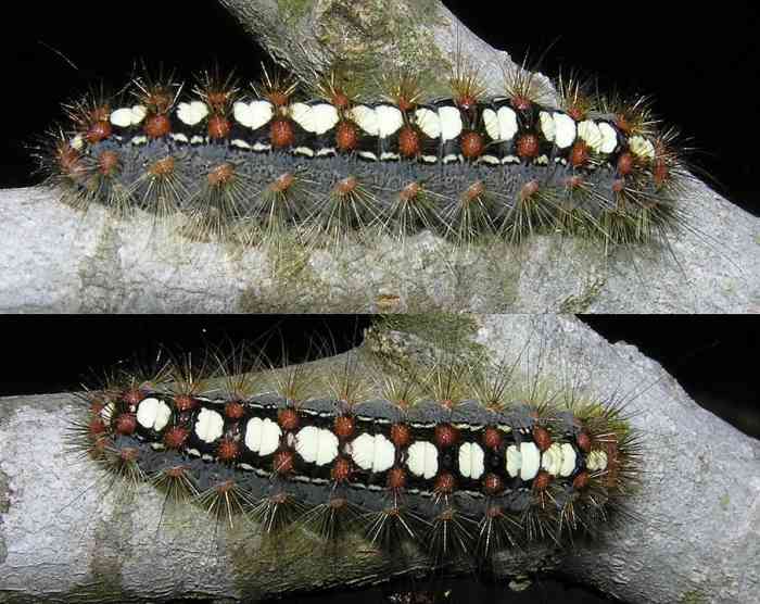 Caterpillars With Spots An Identification Guide to Spotted
