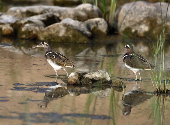 The Greater Painted Snipes are great blenders and their body colour is almost the same as the terrain colours. (Chitravati river)
